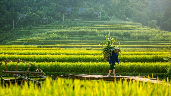 moisson riz Vietnam pu luong thanh hoa